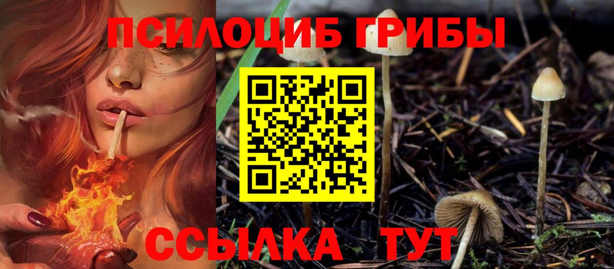 Псилоцибиновые грибы Psilocybe  Вход с VPN  Елизово 